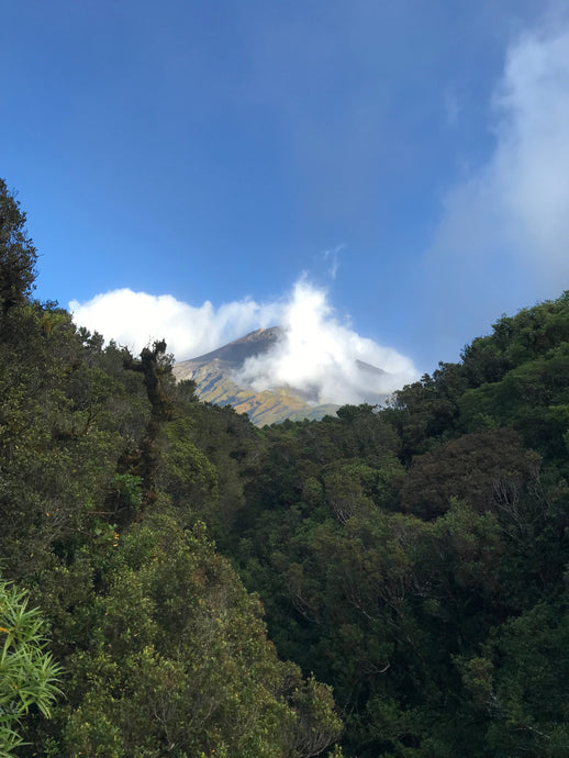 Legal persons: Te Urewera, Te Awa Tupua, Taranaki Mounga